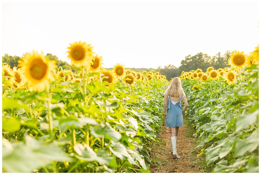 sunflowers at Chesterfield Berry Farm  | Richmond senior photographer