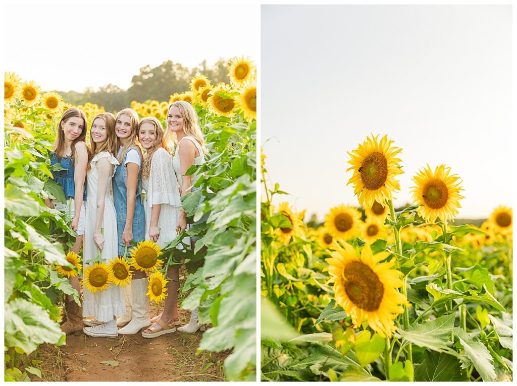 sunflowers at Chesterfield Berry Farm  | Richmond senior photographer