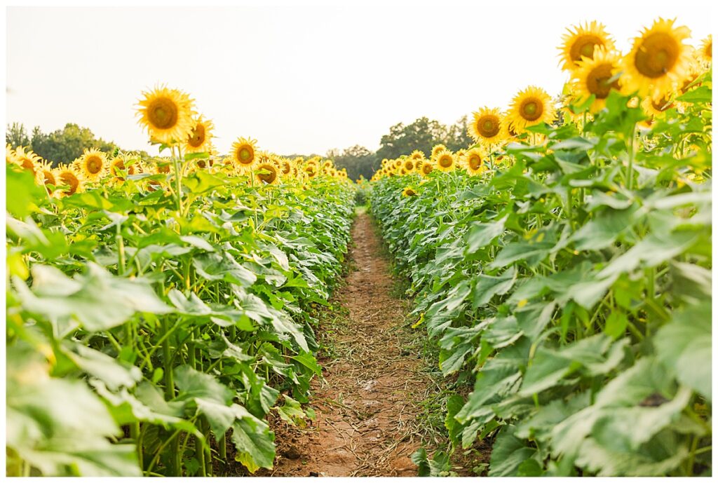 sunflowers at Chesterfield Berry Farm  | Richmond senior photographer