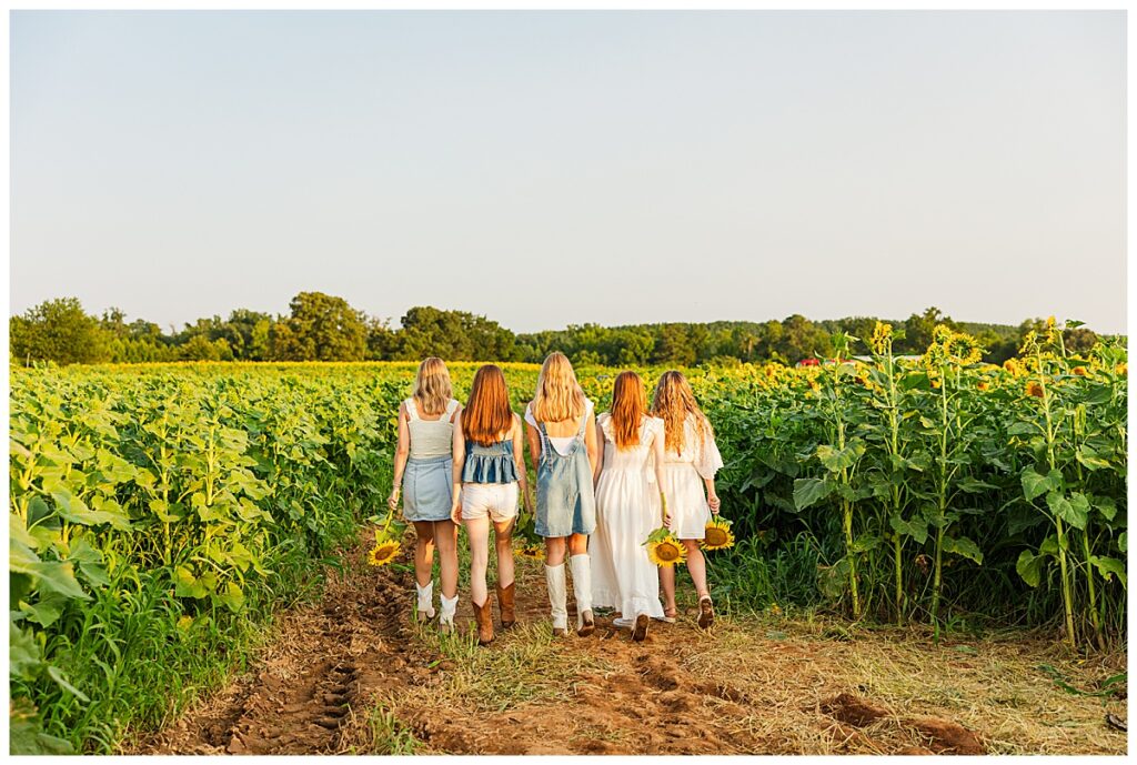 sunflowers at Chesterfield Berry Farm  | Richmond senior photographer