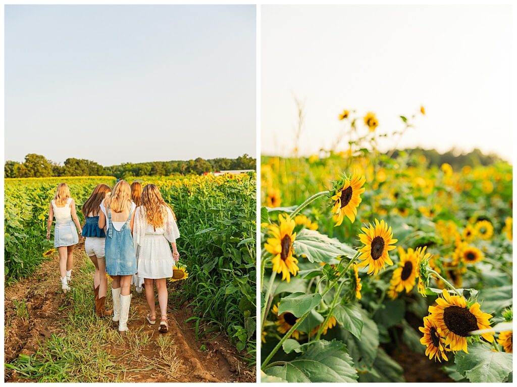 sunflowers at Chesterfield Berry Farm  | Richmond senior photographer