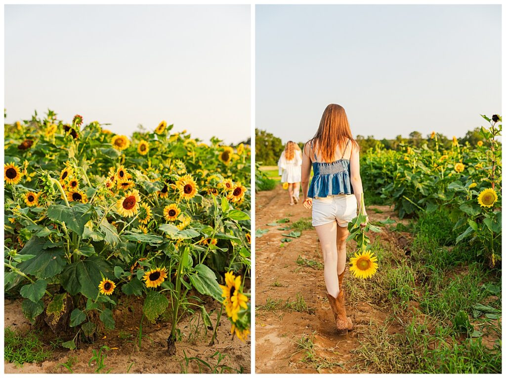 sunflowers at Chesterfield Berry Farm  | Richmond senior photographer