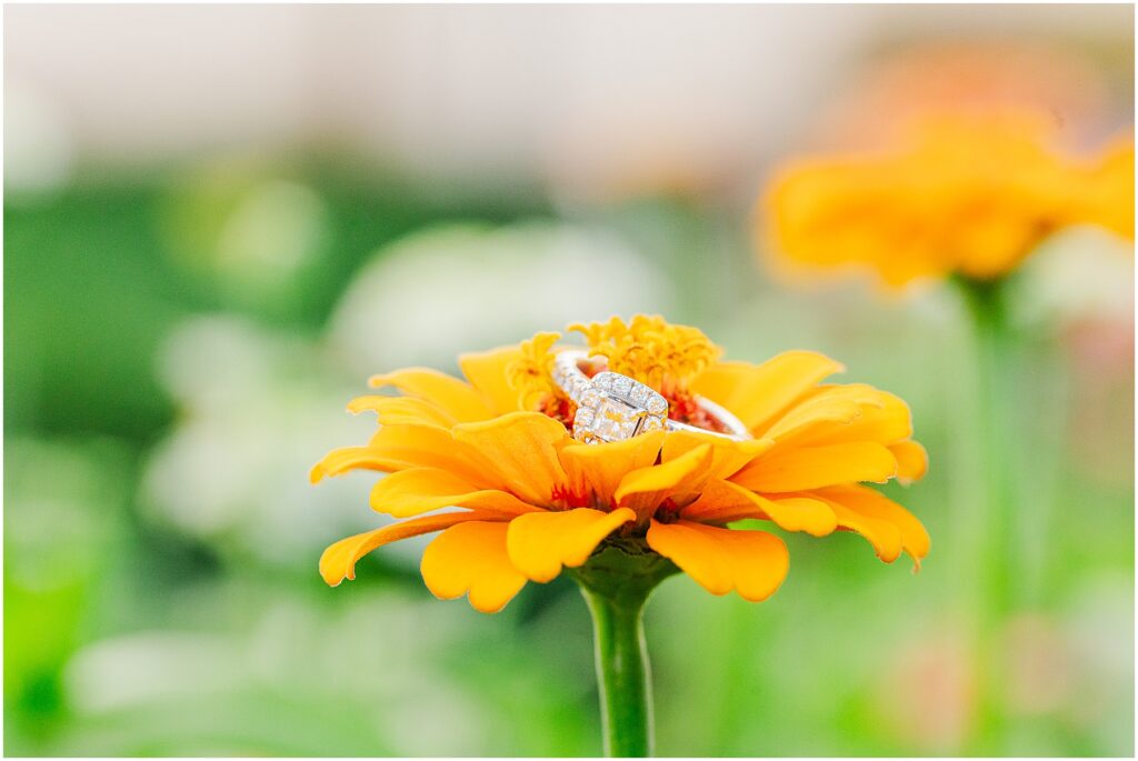 flower garden engagement photo at Pharsalia