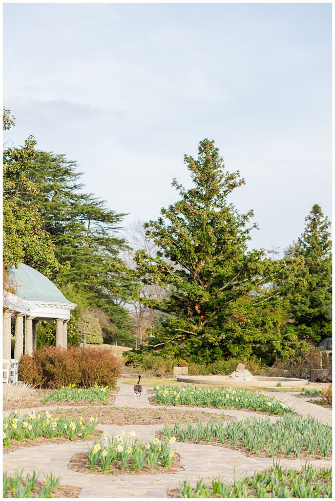 Spring senior pictures with giant full bloom tulip tree at Maymont | New Kent High School